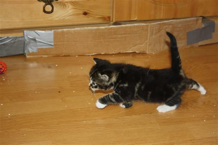 Blanding af racer Balou (Bjørn) - Solgt -  billede 11