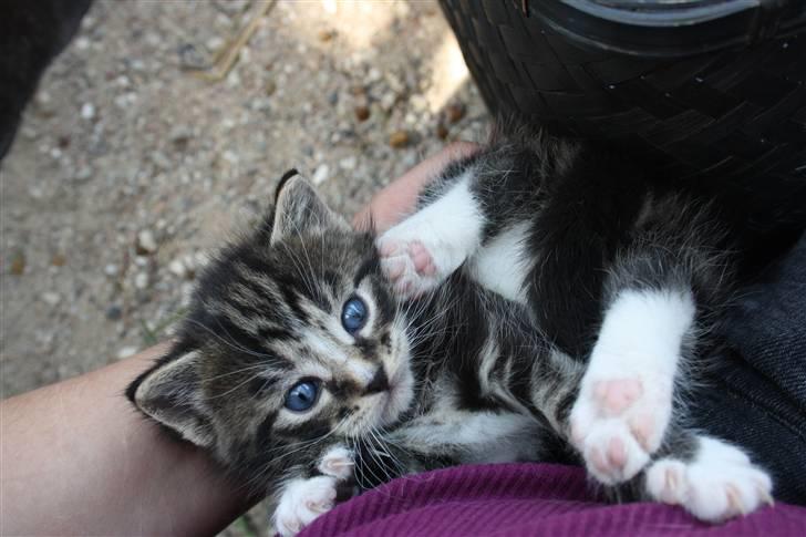 Blanding af racer Balou (Bjørn) - Solgt -  billede 12