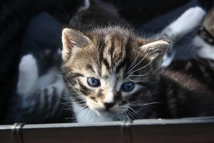 Blanding af racer Balou (Bjørn) - Solgt -  billede 13