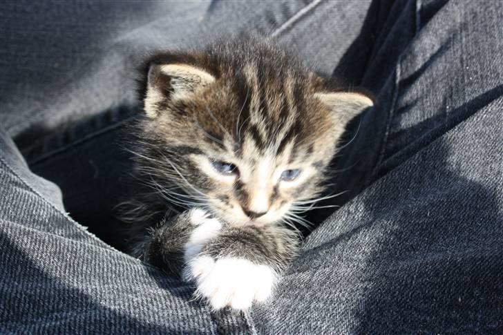 Blanding af racer Balou (Bjørn) - Solgt -  billede 14