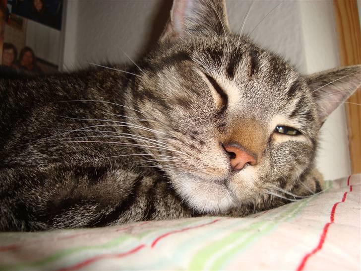 Huskat Tage billede 1