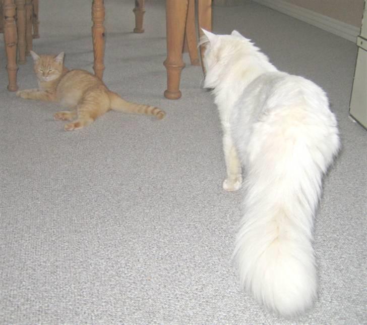 Blanding af racer Albert billede 17