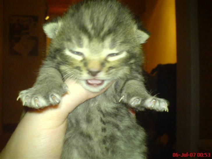 Huskat Tage billede 2