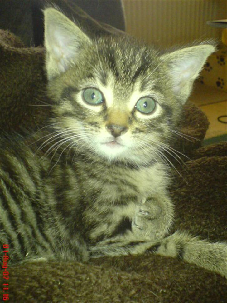 Huskat Tage billede 3