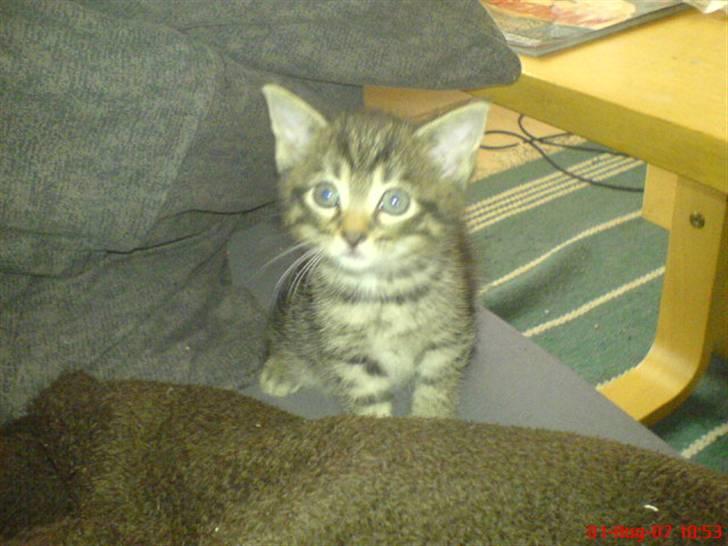 Huskat Tage billede 4