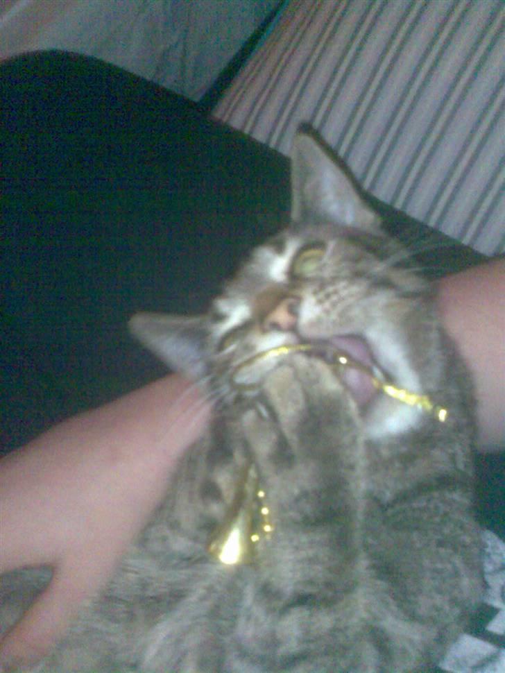 Huskat Tage billede 5