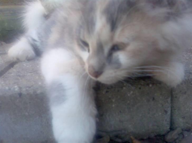 Blanding af racer Pusle Pii billede 3