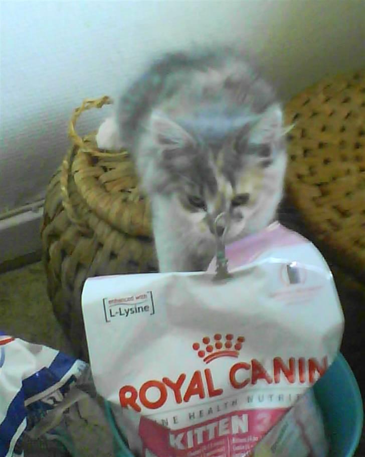 Blanding af racer Pusle Pii billede 4