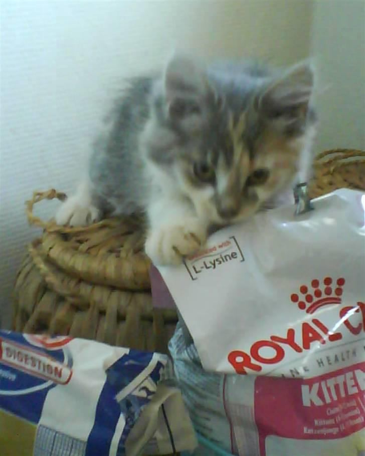 Blanding af racer Pusle Pii billede 5