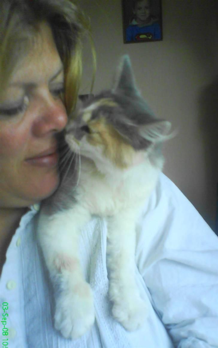 Blanding af racer Pusle Pii billede 6