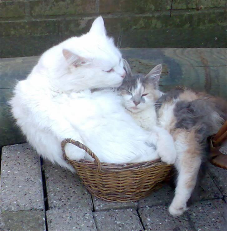 Blanding af racer Pusle Pii billede 7