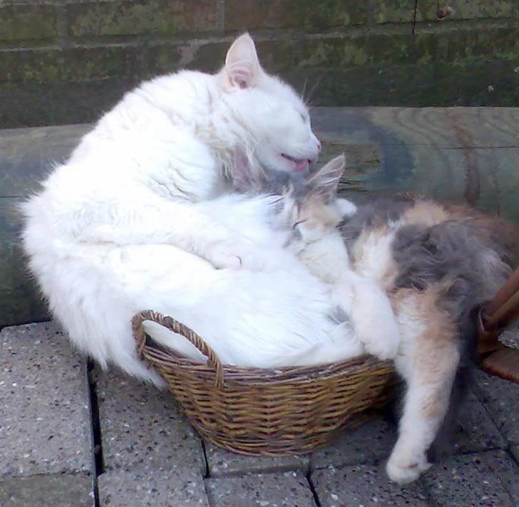 Blanding af racer Pusle Pii billede 8