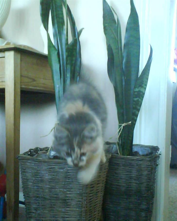 Blanding af racer Pusle Pii billede 9