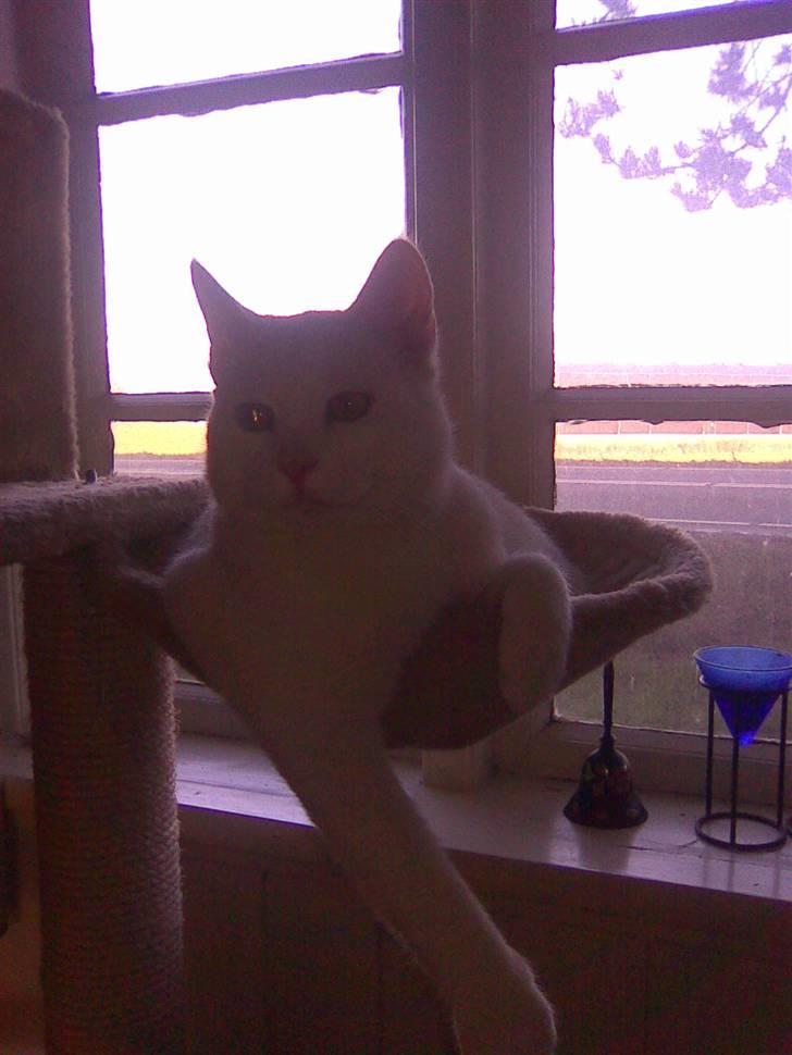 Huskat Mulle billede 1