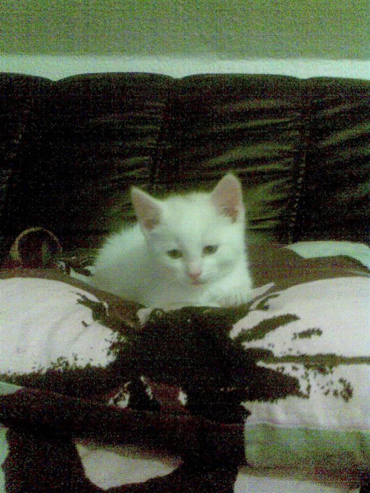 Huskat Mulle - Det første billede jeg tog a Mulle billede 2