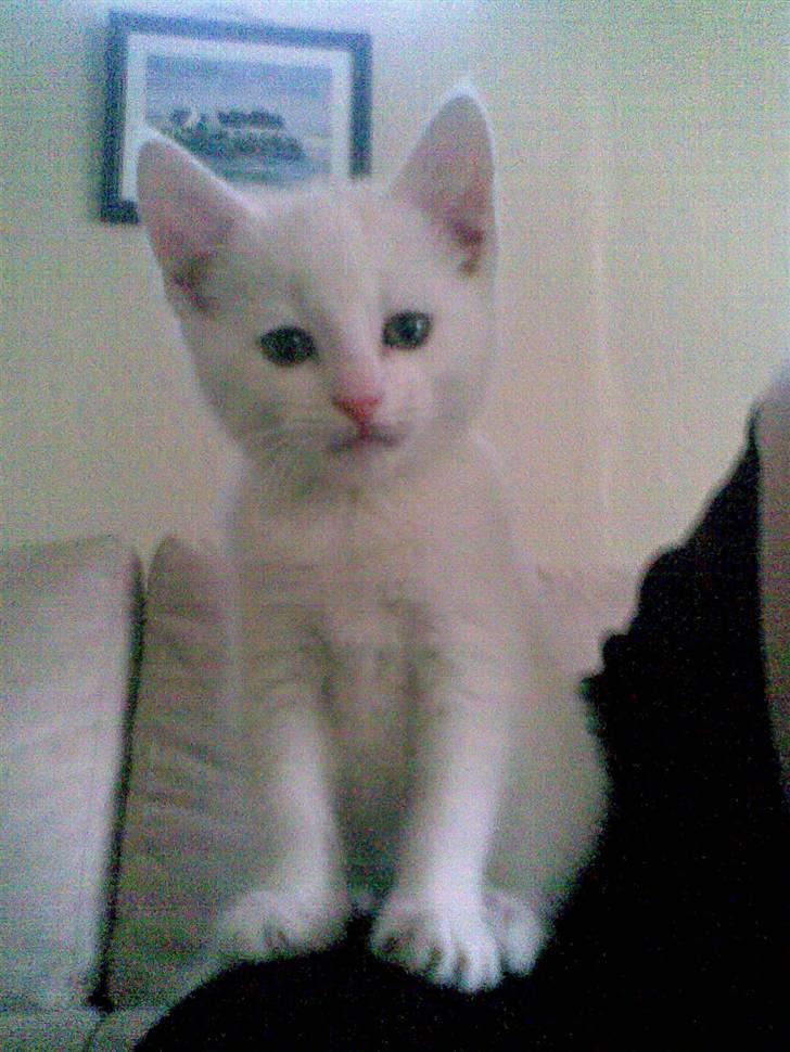 Huskat Mulle billede 3