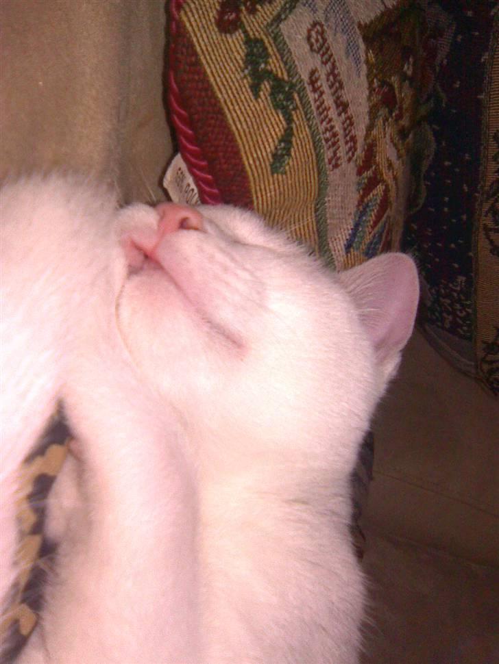 Huskat Mulle - Muller ligger & sover billede 4