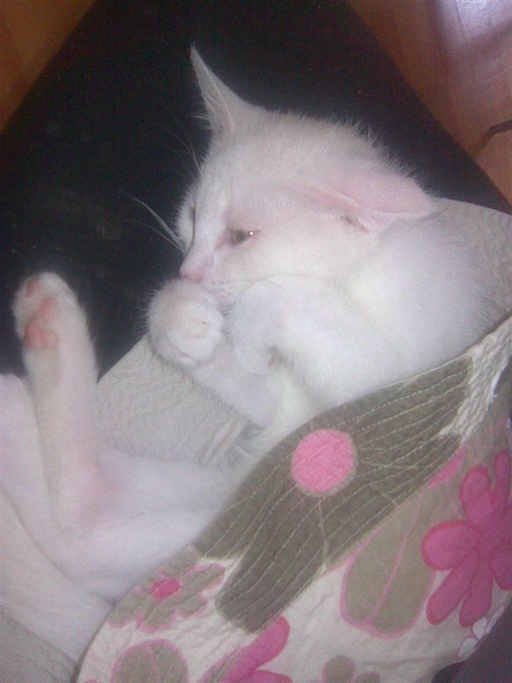 Huskat Mulle - Årh en lill put gris<3 billede 5