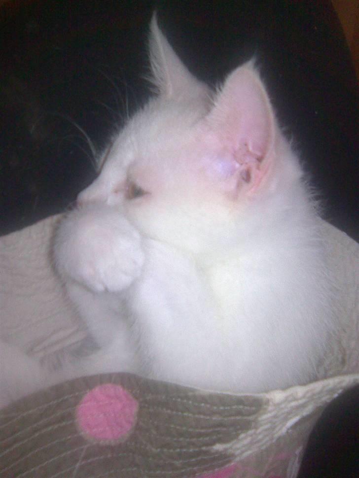 Huskat Mulle billede 6