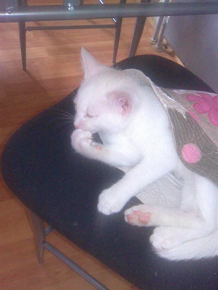 Huskat Mulle billede 7