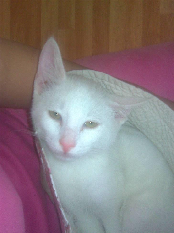 Huskat Mulle billede 8