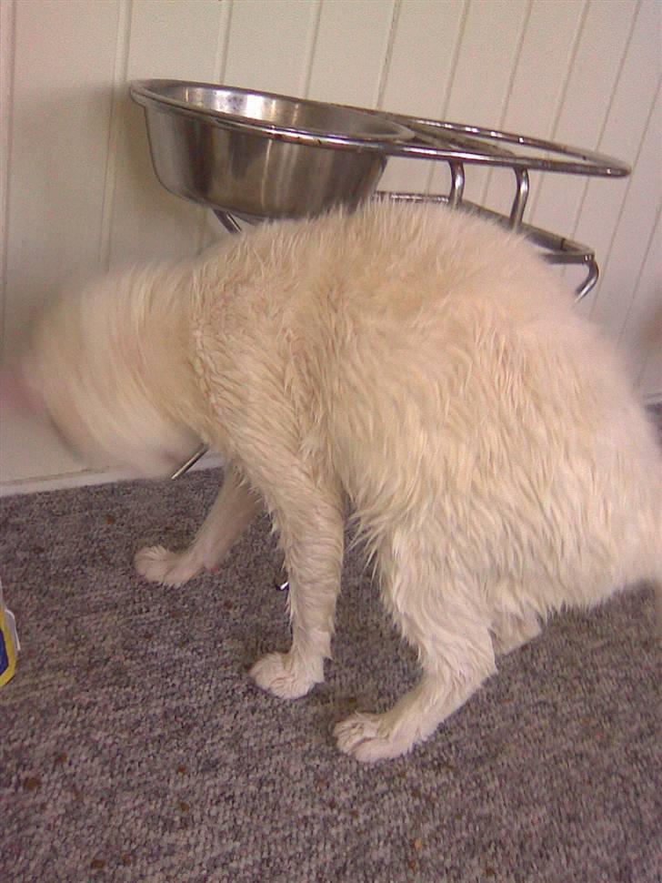 Huskat Mulle - Første bad ;p billede 9