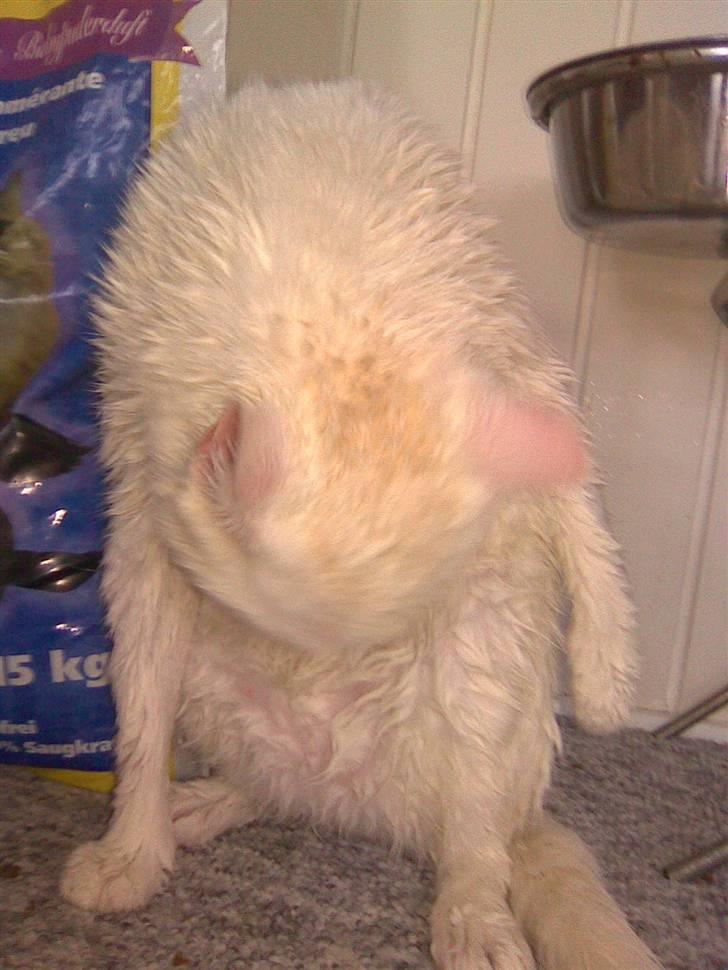 Huskat Mulle - Han var rigtig bange /: billede 10