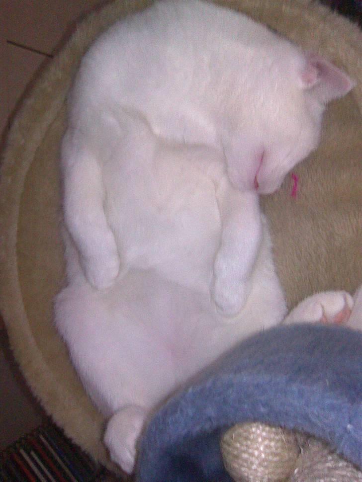Huskat Mulle - Ligger & sover på ryggen , hehe billede 11