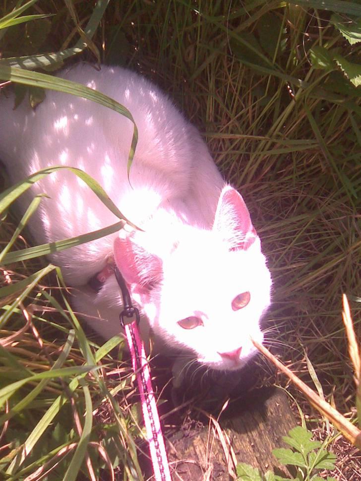 Huskat Mulle - Ude & gå tur billede 12