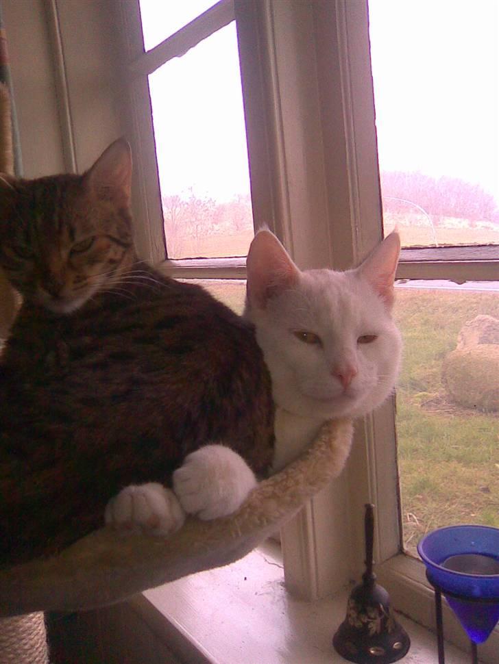 Huskat Mulle - Kira der ligger ell sidder oven på Mulle . han finder sig bar i alt billede 13