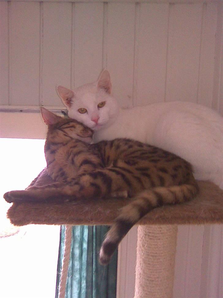 Huskat Mulle - Mulle & kira - De elsker bar hinanden  billede 14