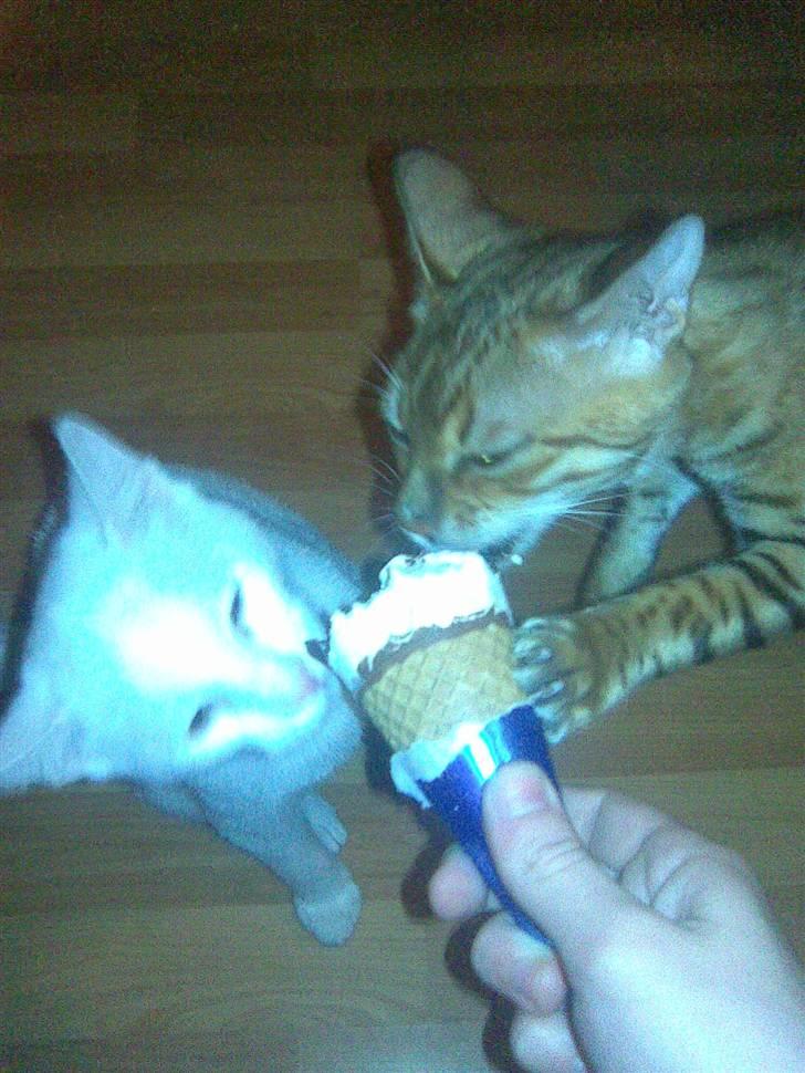 Huskat Mulle - Mulle & Sasso , smager li på en is (: billede 15