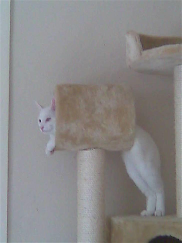 Huskat Mulle - Opp i kattetræet billede 16