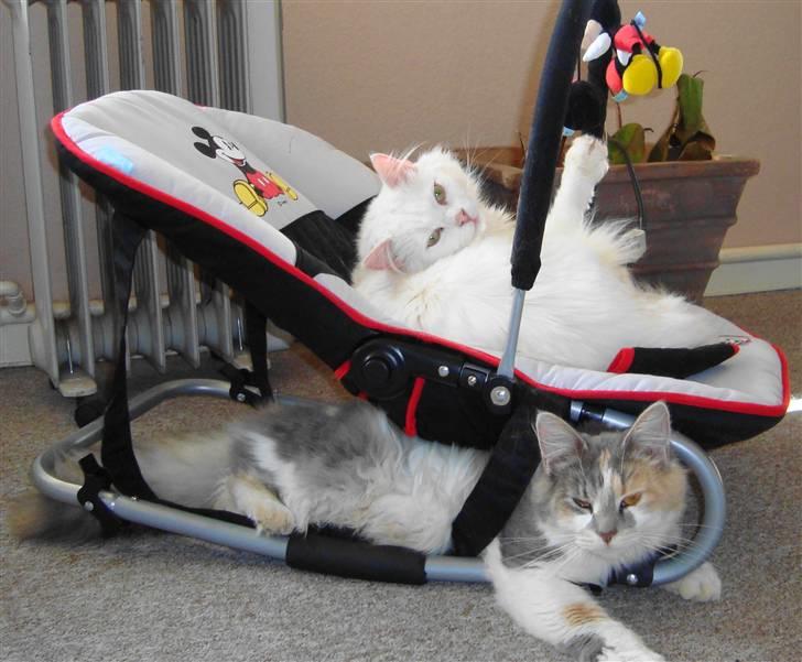 Blanding af racer Pusle Pii - Man vil jo altid ligge hvor man ikke må :-) billede 10