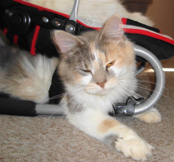 Blanding af racer Pusle Pii billede 11