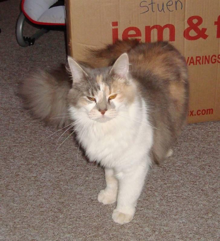 Blanding af racer Pusle Pii billede 12