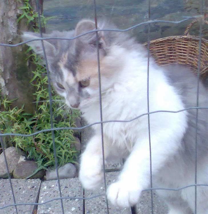 Blanding af racer Pusle Pii billede 13