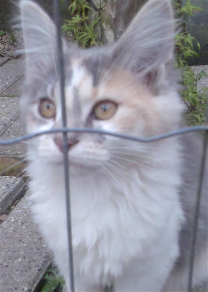 Blanding af racer Pusle Pii billede 14