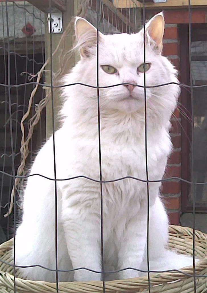 Blanding af racer Albert billede 18