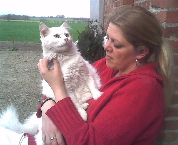 Blanding af racer Albert billede 19