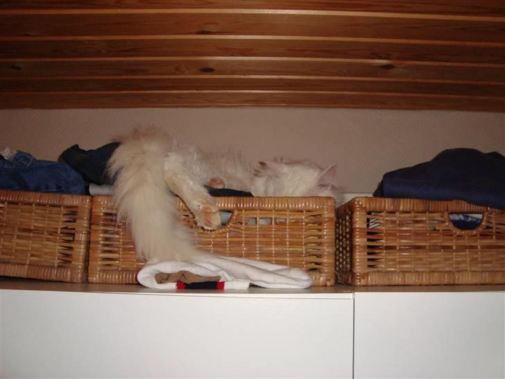 Blanding af racer Albert billede 20