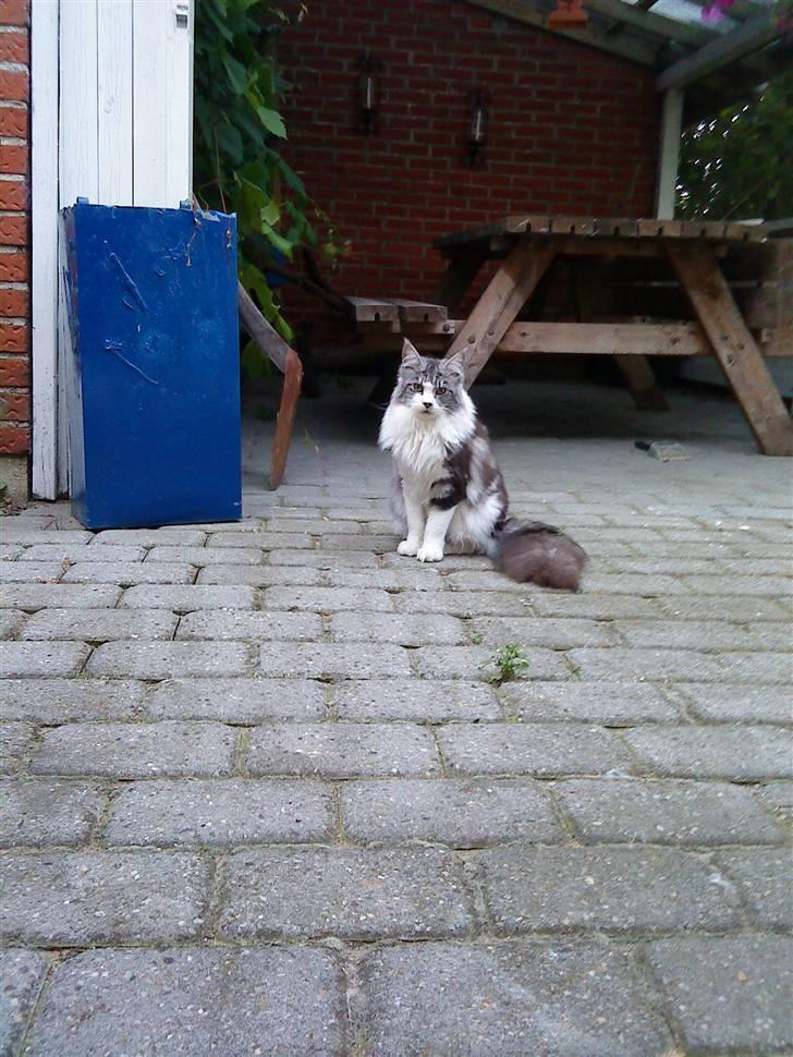 Maine Coon Oggy *R.I.P.* - Ude i havestuen billede 3