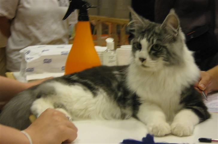 Maine Coon Oggy *R.I.P.* - Udstilling i Ringsted billede 11