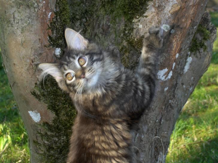 Maine Coon Miss Dee Obami billede 18