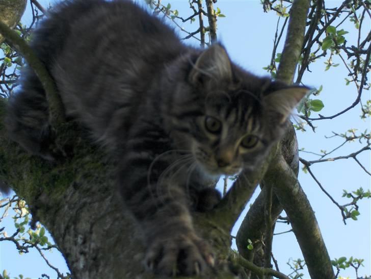 Maine Coon Miss Dee Obami billede 19