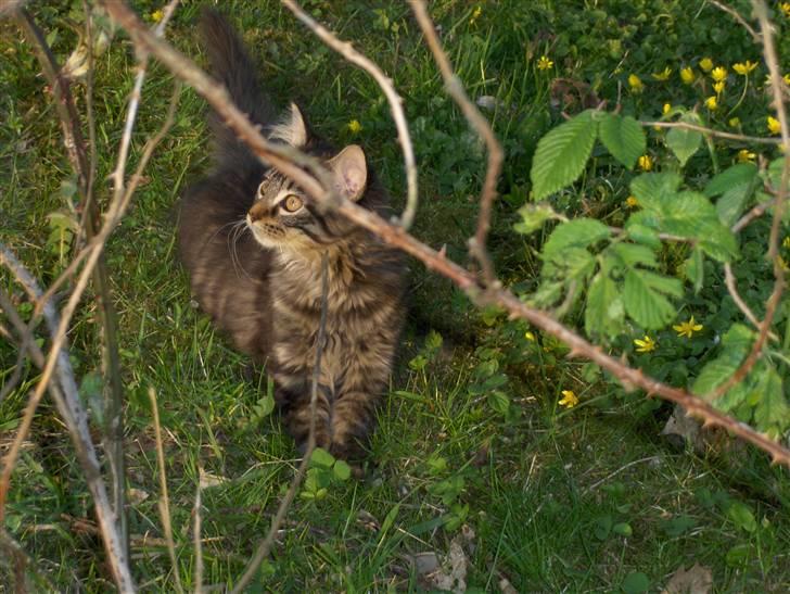 Maine Coon Miss Dee Obami billede 20