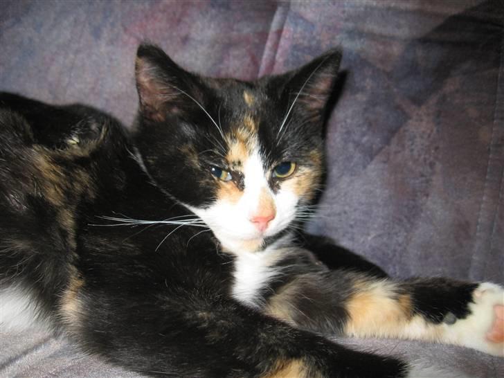 Huskat LilleMis - sådan kan den best lide det bare ligge og lave ingen ting billede 1