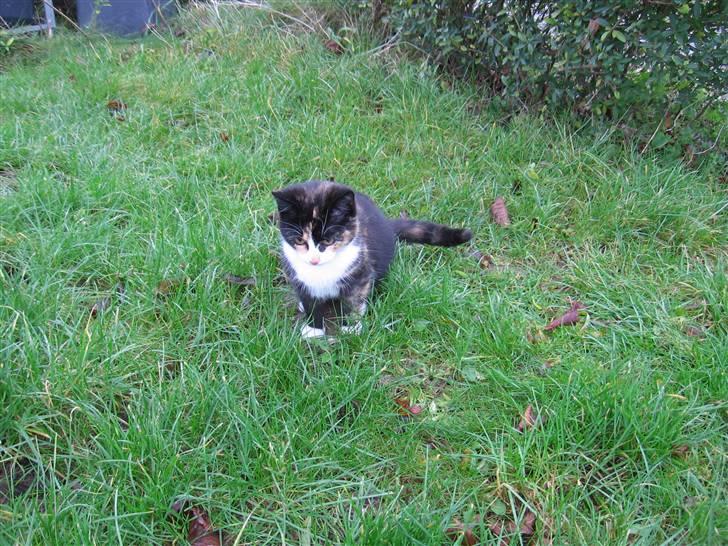 Huskat LilleMis - en af de først gange den ville bevæge sig uden for, da det var blevet varmer ingen af mine katte kan lide frost/sne billede 2