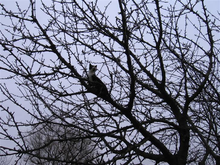 Huskat LilleMis - LillMis kan lide at klatre i trære billede 3