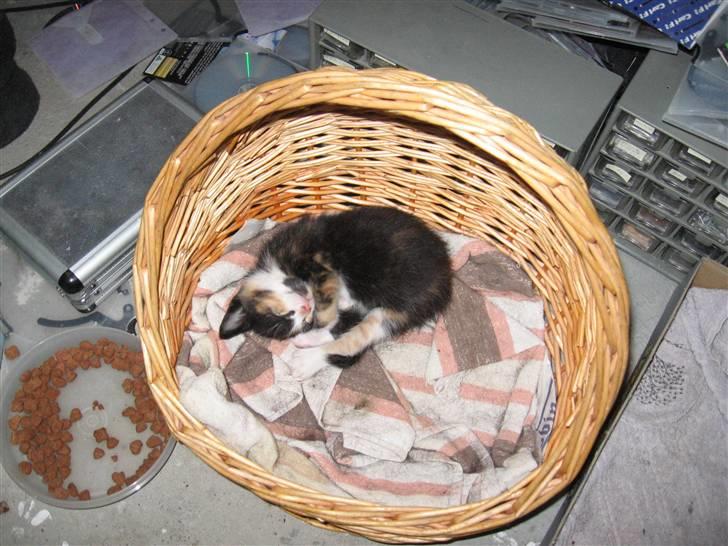 Huskat LilleMis - taget ca 4-5 uger efter den blev ført billede 4